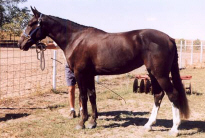 "Vana" at her American Warmblood Society inspection in 2001