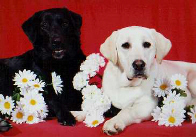 Shelly Rathman's dog, Kali (on the left)