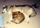 Sable as a puppy sleeping with Aleutian