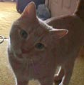 Teddie, Lap Cat adopted in 2001