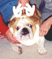 Did you expect anything less from Jeff Werner, he put antlers on his dog.