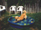 Cassie loves swimming laps in her pool!